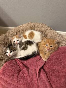 Liam -  Domestic Short Hair Cat Available for Adoption in The Woodlands, Texas - Liam | PetCurious