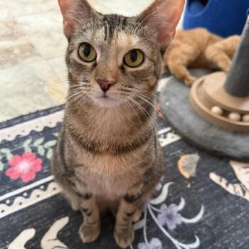 Shell -  Domestic Short Hair Cat for Adoption in Bridgeville, Pennsylvania - Shell | PetCurious