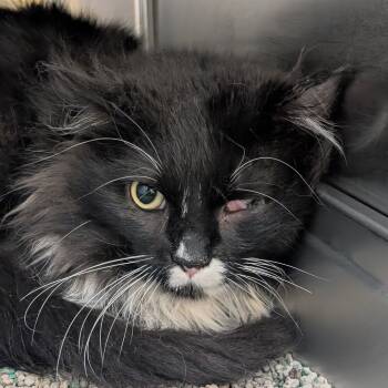 Rescue Domestic Long Hair Cats for Adoption in Denver, Colorado - Chunk | PetCurious