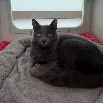 Rescue Domestic Short Hair Cats for Adoption in Branford, Connecticut - Remi | PetCurious