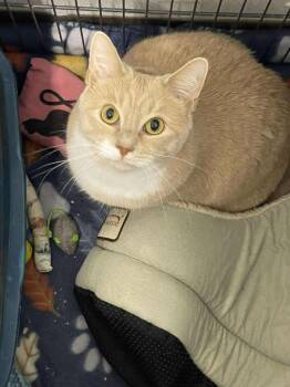 Domestic Short Hair Cats Available for Adoption in Winthrop, Maine - Applejack | PetCurious