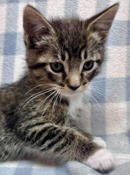Quarter -  Domestic Short Hair Cat for Adoption in Alexandria, Minnesota - Quarter | PetCurious