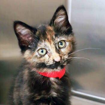 Domestic Short Hair Cats Available for Adoption in Atlanta, Georgia - Posie | PetCurious