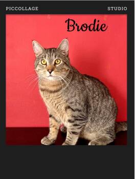 Brodie -  Domestic Short Hair Cat for Adoption in Wheaton, Illinois - Brodie | PetCurious