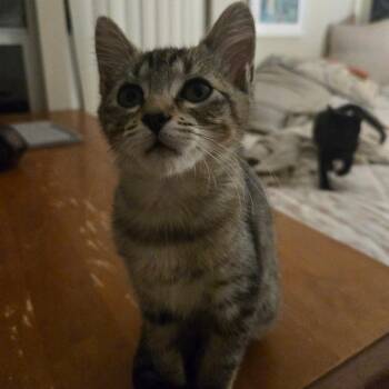 Melona -  Domestic Short Hair Cat for Adoption in Westminster, California - Melona | PetCurious