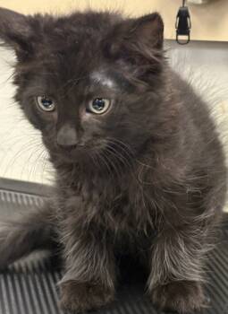 Rescue Domestic Medium Hair Cats for Adoption in Napa, California - Ozzie | PetCurious