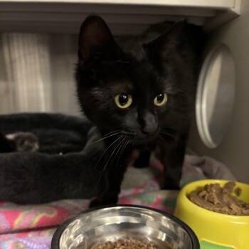 Topanga -  Domestic Short Hair Cat for Adoption in Council Bluffs, Iowa - Topanga | PetCurious