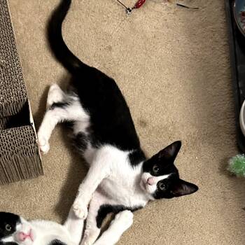 Rescue Devon Rex and Domestic Short Hair Cats for Adoption in Long Beach, California - Ronny | PetCurious