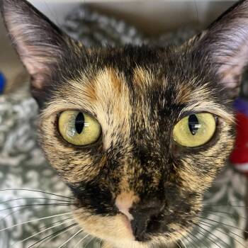Kallie -  Domestic Short Hair Cat for Adoption in Pagosa Springs, Colorado - Kallie | PetCurious