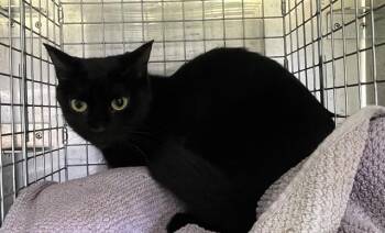 CLEMENTINE -  Domestic Short Hair Cat for Adoption in Fort Myers, Florida - CLEMENTINE | PetCurious