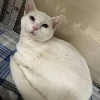 Rescue Domestic Short Hair Cats for Adoption in Gerrardstown, West Virginia - Stratus | PetCurious