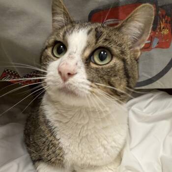 Domestic Short Hair Cats Available for Adoption in Cooperstown, New York - Marco | PetCurious