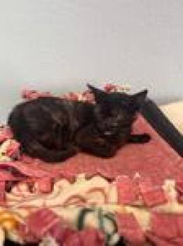 Sapphire -  Domestic Short Hair Cat for Adoption in Chico, California - Sapphire | PetCurious