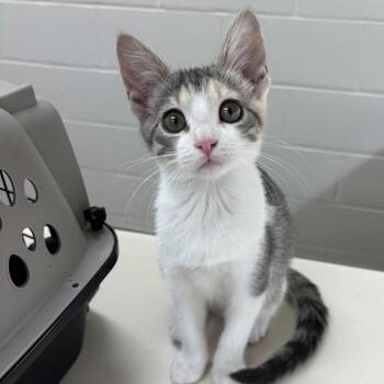 Zeana -  Domestic Short Hair Cat for Adoption in Beaumont, Texas - Zeana | PetCurious