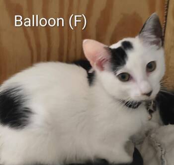 Balloon -  Domestic Short Hair Cat for Adoption in Saugerties, New York - Balloon | PetCurious