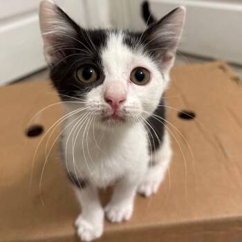 Dew -  Domestic Short Hair Cat for Adoption in Chesapeake, Virginia - Dew | PetCurious