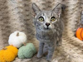 ZIRA -  Domestic Short Hair Cat for Adoption in Louisville, Kentucky - ZIRA | PetCurious