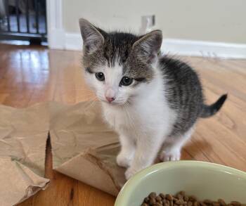 Domestic Short Hair Cats Available for Adoption in Naugatuck, Connecticut - McIntosh | PetCurious