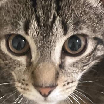 Rescue Domestic Short Hair Cats for Adoption in Keego Harbor, Michigan - Lewis | PetCurious