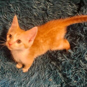 Domestic Short Hair Cats Available for Adoption in Tallahassee, Florida - Farmer Jo-AR | PetCurious