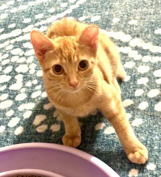 Ronnie (F) & Her Brothers -  Domestic Short Hair and Tabby Cat for Adoption in Chicago, Illinois - Ronnie (F) & Her Brothers | PetCurious