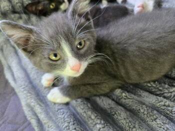 Domestic Short Hair Cats Available for Adoption in Adrian, Michigan - Thorfinn | PetCurious