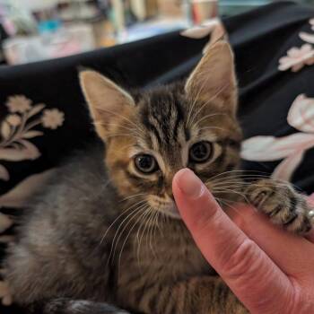 Domestic Short Hair Cats Available for Adoption in San Antonio, Texas - Elsa | PetCurious