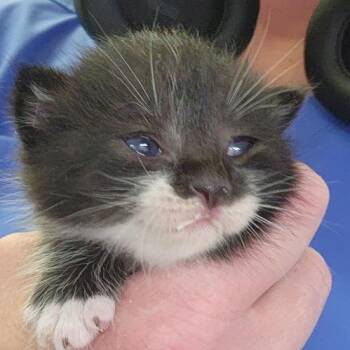 Domestic Short Hair Cats Available for Adoption in Tupelo, Mississippi - Picasso - 032713U | PetCurious