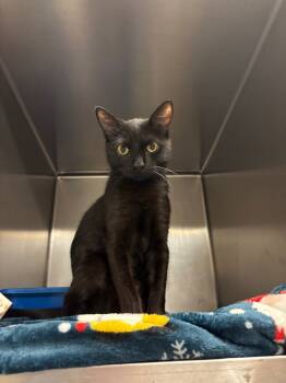 Rescue Domestic Short Hair Cats for Adoption in Ocala, Florida - Pickle Toes (Petsmart) | PetCurious