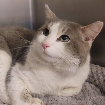 Domestic Short Hair Cats Available for Adoption - Moose | PetCurious