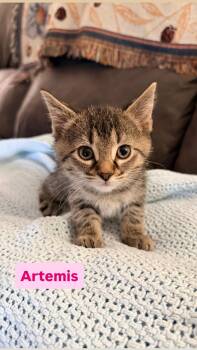 Domestic Short Hair Cats Available for Adoption in Crown Point, Indiana - Artemis | PetCurious