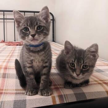 Benny -  Domestic Short Hair Cat for Adoption in Chicago, Illinois - Benny | PetCurious