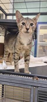 Crunch -  Domestic Short Hair Cat for Adoption in Vero Beach, Florida - Crunch | PetCurious