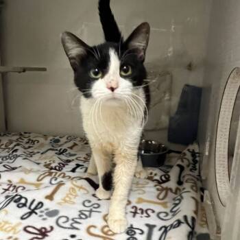 Rescue Domestic Short Hair Cats for Adoption in Buffalo, Minnesota - Tux *Meet Me At Plymouth Petsmart* | PetCurious