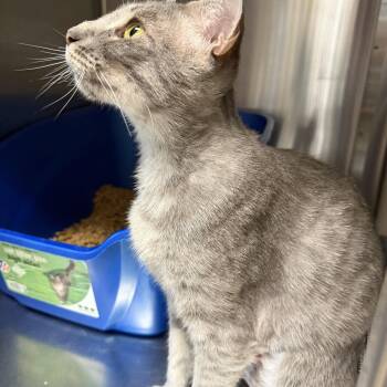 Margaritaville -  Domestic Short Hair Cat for Adoption in Fernandina Beach, Florida - Margaritaville | PetCurious