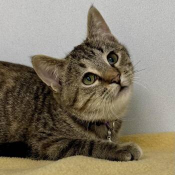 Hilda -  Domestic Short Hair Cat for Adoption in Morris, Minnesota - Hilda | PetCurious