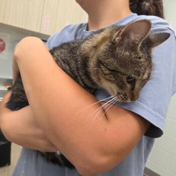 Martha -  Domestic Short Hair Cat for Adoption in Chattanooga, Tennessee - Martha | PetCurious