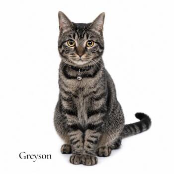 Greyson -  Domestic Short Hair Cat for Adoption in Stevensville, Michigan - Greyson | PetCurious
