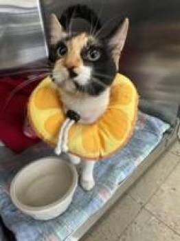 Rhea -  Domestic Short Hair Cat Available for Adoption in Manitowoc, Wisconsin - Rhea | PetCurious