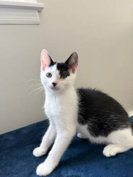 Gemma -  Domestic Short Hair Cat for Adoption in Wayne, New Jersey - Gemma | PetCurious