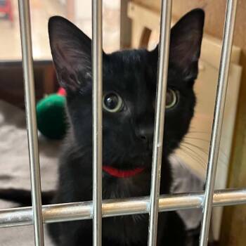 Sour Cream -  Domestic Short Hair Cat for Adoption in Newcastle, Oklahoma - Sour Cream | PetCurious