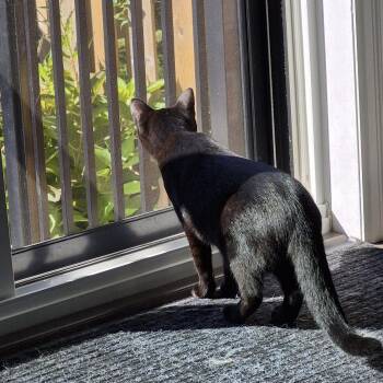 Rescue Domestic Short Hair Cats for Adoption in Delhi, Ontario - BRILEY | PetCurious