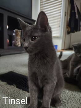 Rescue Domestic Short Hair Cats for Adoption in Battle Ground, Washington - Tinsel | PetCurious