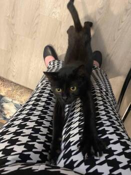 Rescue Domestic Short Hair Cats for Adoption in Midlothian, Texas - Canned Green Beans | PetCurious