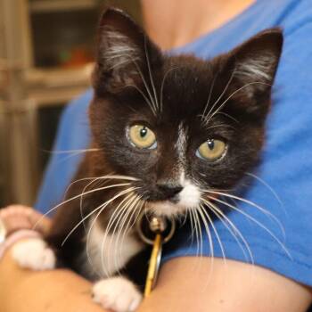 Domestic Short Hair Cats Available for Adoption in Port Washington, New York - Orion | PetCurious