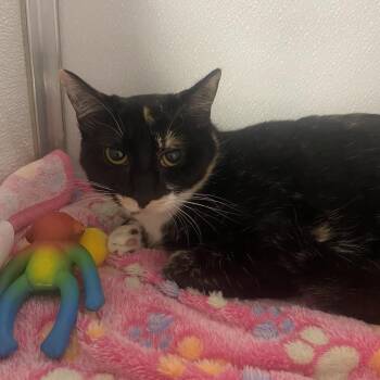 Lauren -  Domestic Short Hair Cat for Adoption in Binghamton, New York - Lauren | PetCurious