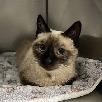 Memow -  Domestic Short Hair Cat for Adoption in Morgan Hill, California - Memow | PetCurious