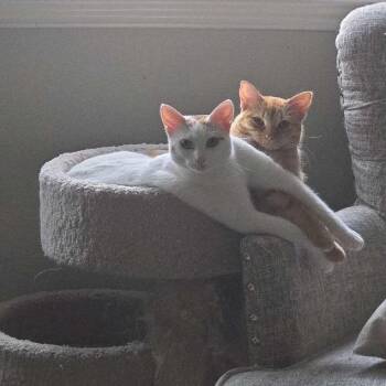 Gorbachev -  Domestic Short Hair Cat for Adoption in San Antonio, Texas - Gorbachev | PetCurious