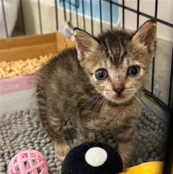 CASHEW -  Domestic Short Hair Cat for Adoption in Baytown, Texas - CASHEW | PetCurious