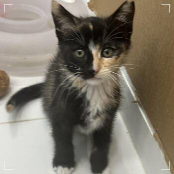 Nutmeg -  Domestic Medium Hair Cat for Adoption in Riverside, California - Nutmeg | PetCurious